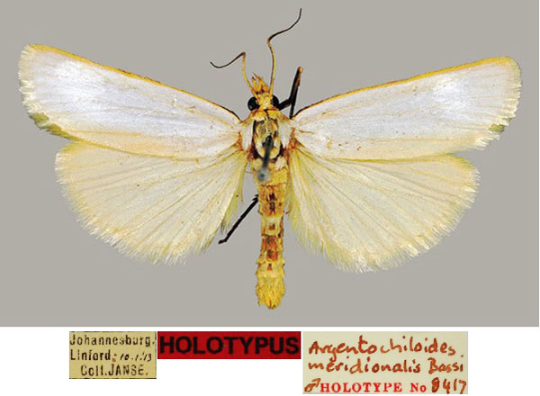 /filer/webapps/moths/media/images/M/meridionalis_Argentochiloides_HT_TMSA_2T2bAQH.jpg