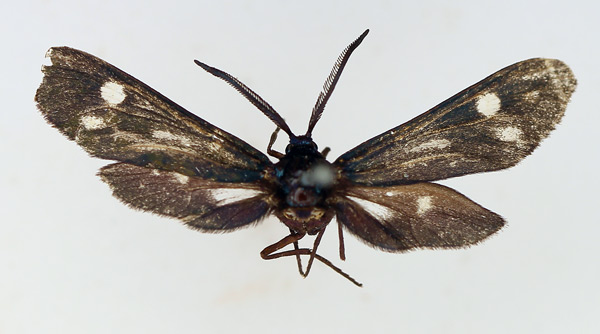 /filer/webapps/moths/media/images/M/meridionalis_Astyloneura_AM_TMSA.jpg