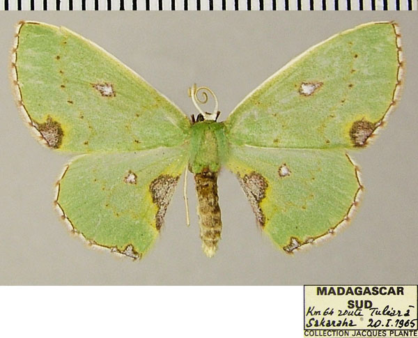 /filer/webapps/moths/media/images/M/meridionalis_Blechroneromia_AF_ZSMa.jpg