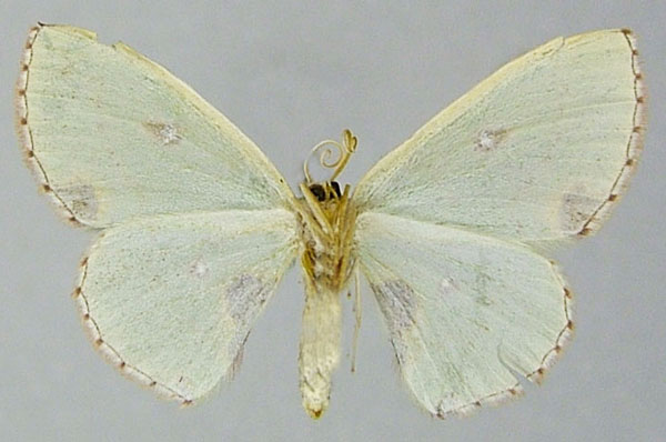 /filer/webapps/moths/media/images/M/meridionalis_Blechroneromia_AF_ZSMb.jpg