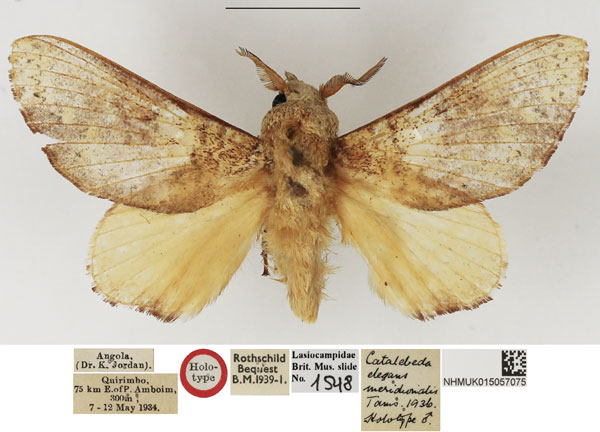 /filer/webapps/moths/media/images/M/meridionalis_Catalebeda_HT_NHMUK.jpg