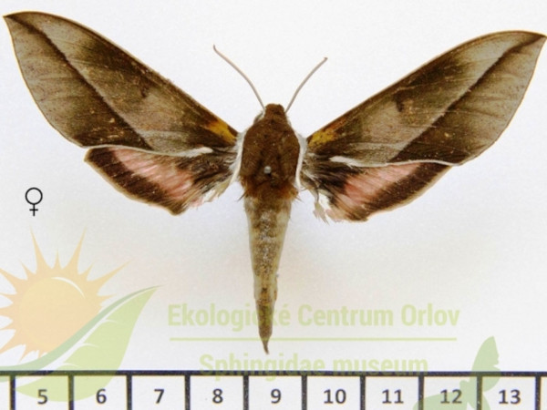 /filer/webapps/moths/media/images/M/meridionalis_Chaerocina_AF_SMCR_02.jpg
