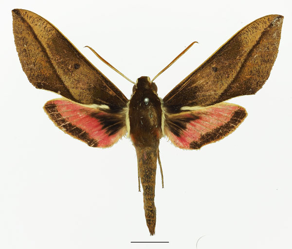 /filer/webapps/moths/media/images/M/meridionalis_Chaerocina_AM_Basquina.jpg