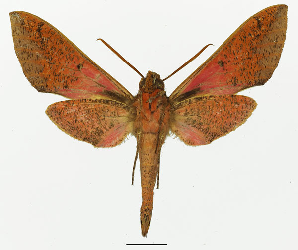 /filer/webapps/moths/media/images/M/meridionalis_Chaerocina_AM_Basquinb.jpg