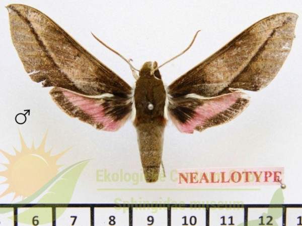 /filer/webapps/moths/media/images/M/meridionalis_Chaerocina_NTM_SMCR_01.jpg