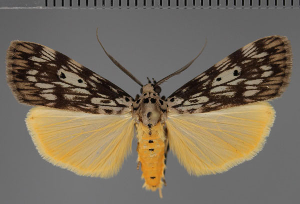 /filer/webapps/moths/media/images/M/meridionalis_Digama_AM_Fiebig.jpg