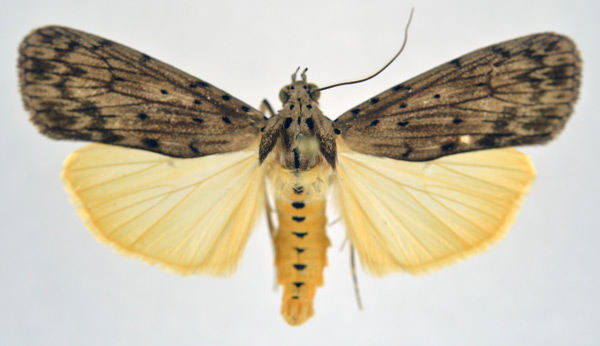 /filer/webapps/moths/media/images/M/meridionalis_Digama_AM_NHMO.jpg