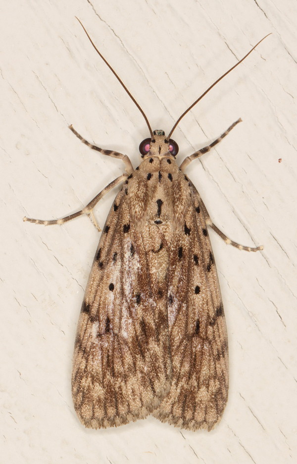/filer/webapps/moths/media/images/M/meridionalis_Digama_A_Heyns_01.jpg