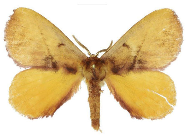 /filer/webapps/moths/media/images/M/meridionalis_Epijana_AM_ANHRT.jpg