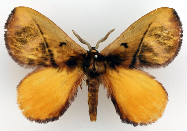/filer/webapps/moths/media/images/M/meridionalis_Epijana_AM_Basquin_01.jpg
