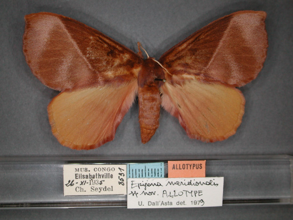 /filer/webapps/moths/media/images/M/meridionalis_Epijana_AT_RMCA_01.jpg