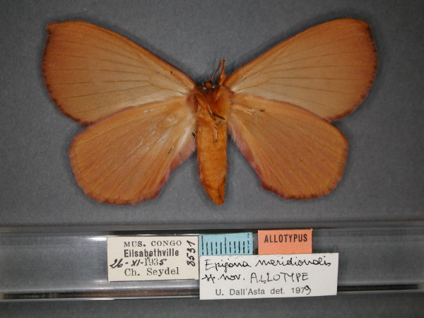 /filer/webapps/moths/media/images/M/meridionalis_Epijana_AT_RMCA_02.jpg