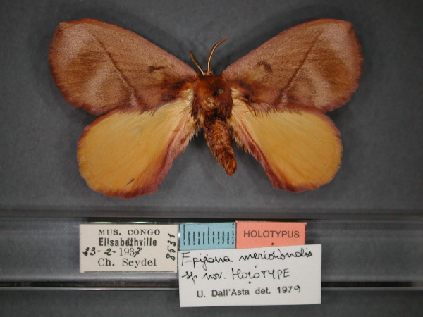 /filer/webapps/moths/media/images/M/meridionalis_Epijana_HT_RMCA_01.jpg