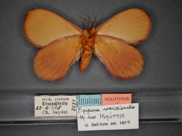 /filer/webapps/moths/media/images/M/meridionalis_Epijana_HT_RMCA_02.jpg