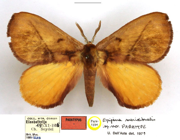 /filer/webapps/moths/media/images/M/meridionalis_Epijana_PTM_NHMUK.jpg
