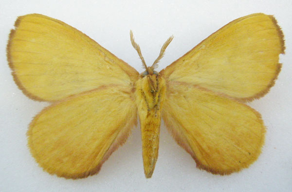 /filer/webapps/moths/media/images/M/meridionalis_Epijana_PTM_NHMUKb.jpg