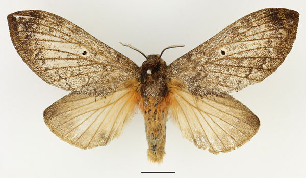 /filer/webapps/moths/media/images/M/meridionalis_Gastroplakaeis_AF_Basquin.jpg