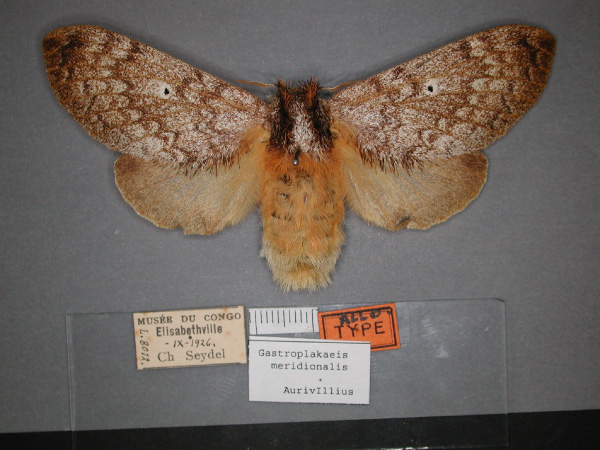 /filer/webapps/moths/media/images/M/meridionalis_Gastroplakaeis_AF_RMCA_01.jpg