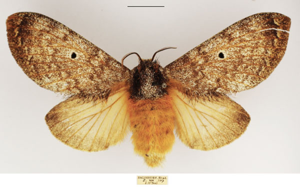 /filer/webapps/moths/media/images/M/meridionalis_Gastroplakaeis_AF_TMSA.jpg