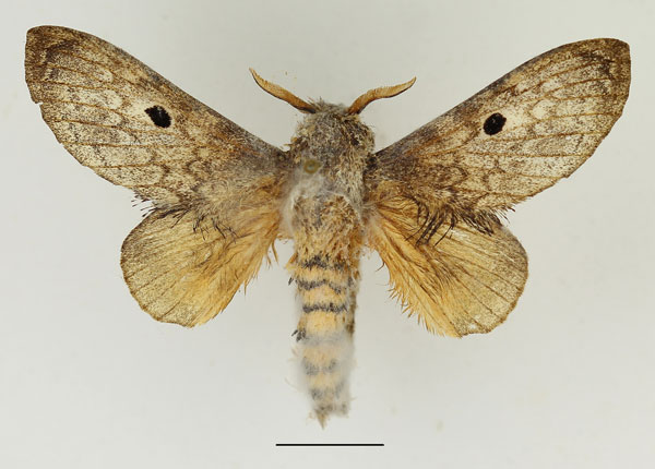 /filer/webapps/moths/media/images/M/meridionalis_Gastroplakaeis_AM_Basquin_01.jpg
