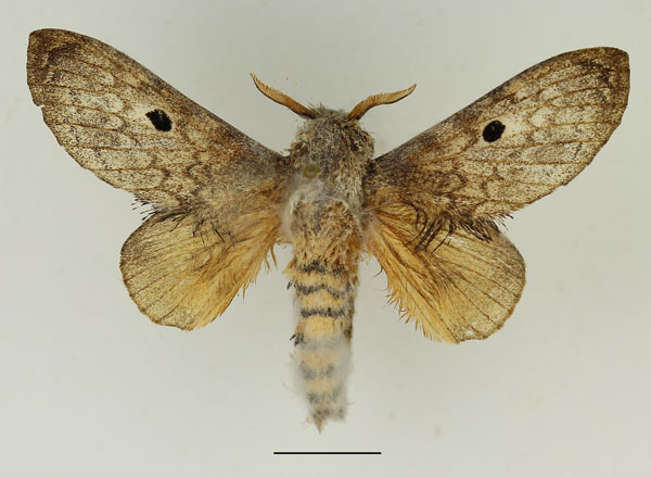 /filer/webapps/moths/media/images/M/meridionalis_Gastroplakaeis_AM_Basquin_03.jpg