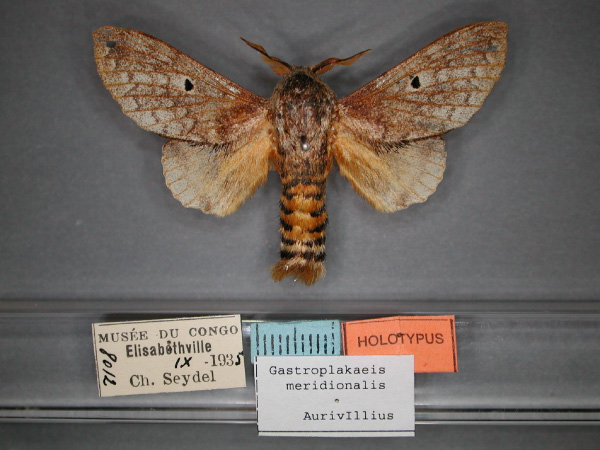 /filer/webapps/moths/media/images/M/meridionalis_Gastroplakaeis_A_RMCA_01.jpg