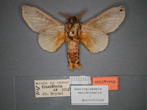 /filer/webapps/moths/media/images/M/meridionalis_Gastroplakaeis_A_RMCA_02.jpg