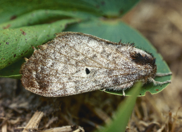 /filer/webapps/moths/media/images/M/meridionalis_Gastroplakaeis_A_Roland_01.jpg