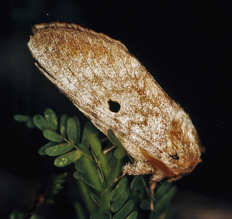 /filer/webapps/moths/media/images/M/meridionalis_Gastroplakaeis_A_Roland_02.jpg