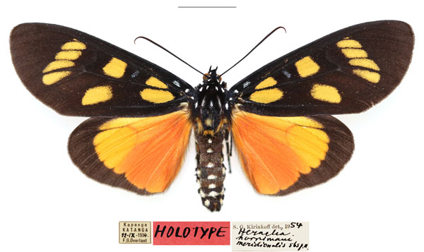 /filer/webapps/moths/media/images/M/meridionalis_Heraclia_HT_RBINS.jpg