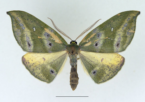 /filer/webapps/moths/media/images/M/meridionalis_Hypochrosis_AF_TMSA.jpg