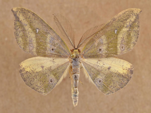 /filer/webapps/moths/media/images/M/meridionalis_Hypochrosis_AM_Butler.jpg
