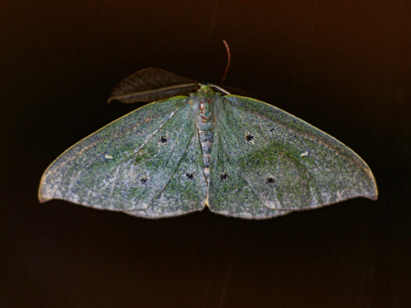/filer/webapps/moths/media/images/M/meridionalis_Hypochrosis_A_Wursten.jpg
