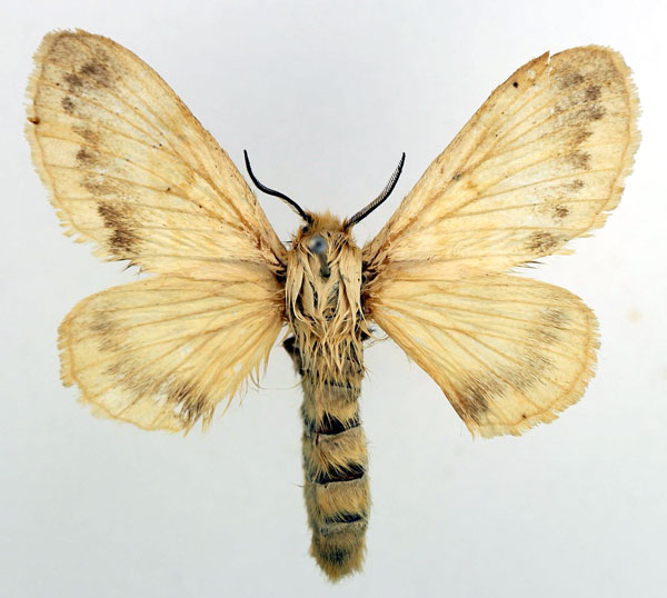 /filer/webapps/moths/media/images/M/meridionalis_Odontocheilopteryx_AF_Basquin.jpg