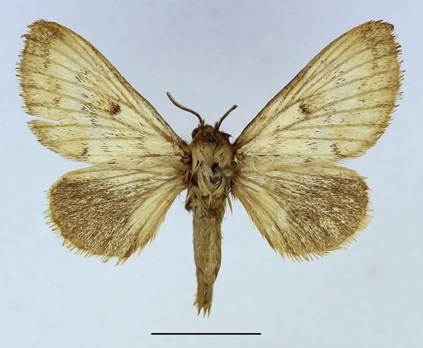 /filer/webapps/moths/media/images/M/meridionalis_Odontocheilopteryx_AF_Basquin_02.jpg