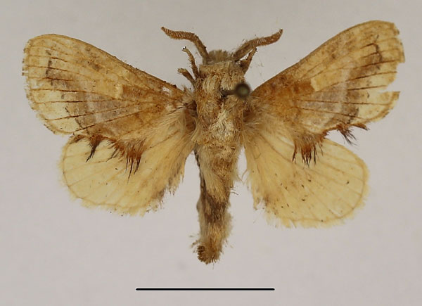 /filer/webapps/moths/media/images/M/meridionalis_Odontocheilopteryx_AM_Basquin_01.jpg