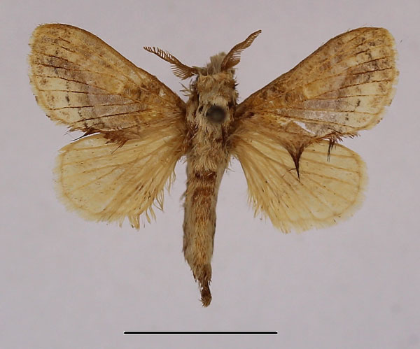 /filer/webapps/moths/media/images/M/meridionalis_Odontocheilopteryx_AM_Basquin_02.jpg