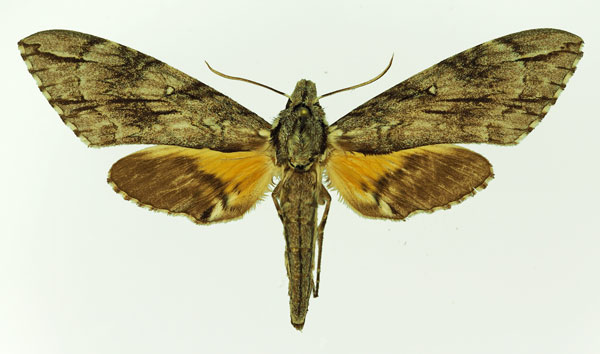 /filer/webapps/moths/media/images/M/meridionalis_Panogena_AF_Basquin.jpg