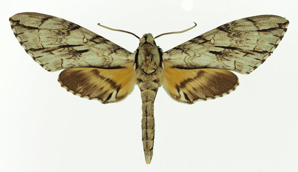 /filer/webapps/moths/media/images/M/meridionalis_Panogena_AM_Basquin.jpg