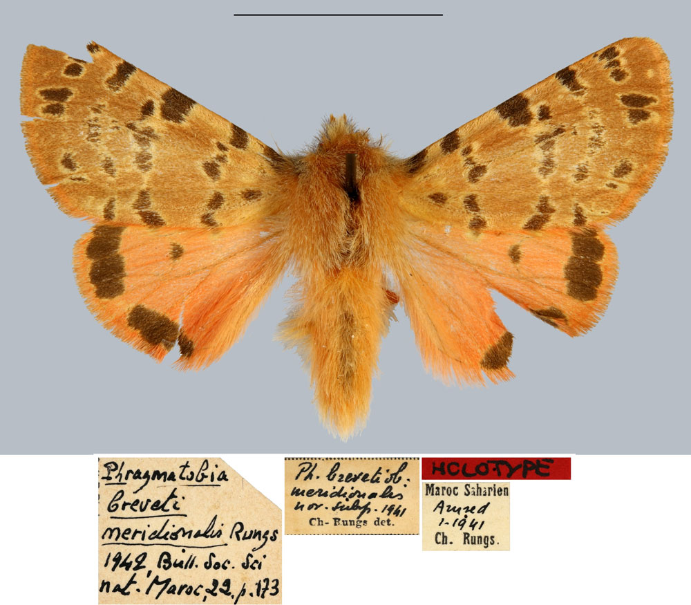 /filer/webapps/moths/media/images/M/meridionalis_Phragmatobia_HT_MNHN.jpg