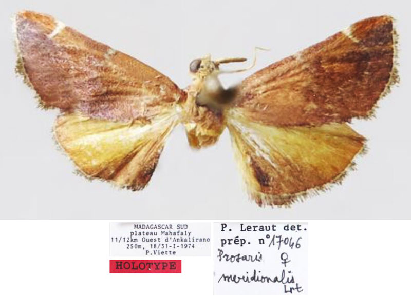 /filer/webapps/moths/media/images/M/meridionalis_Prosaris_HT_MNHN.jpg