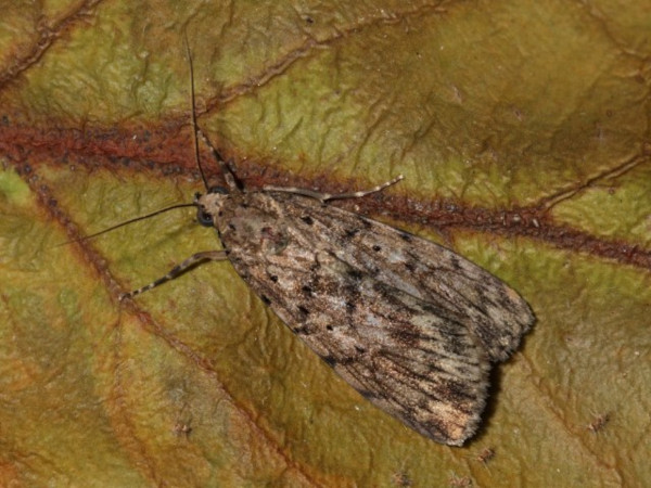 /filer/webapps/moths/media/images/M/meridionalis_Sommeria_AF_Bruce-Jones.jpg
