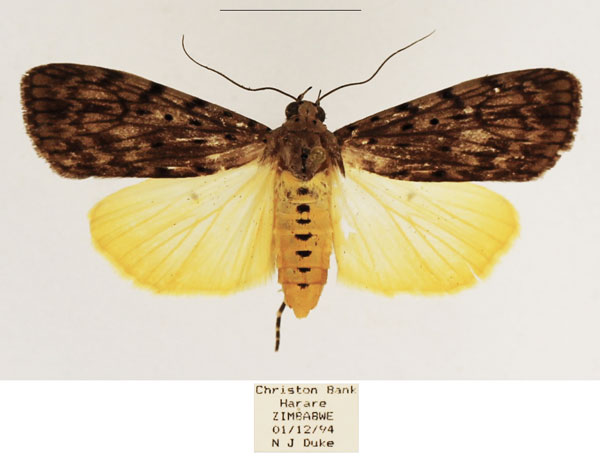 /filer/webapps/moths/media/images/M/meridionalis_Sommeria_AF_TMSA_01.jpg