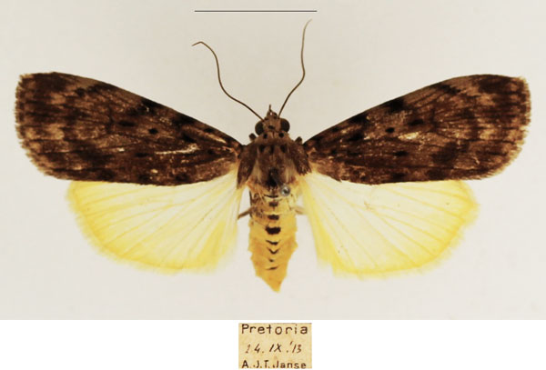 /filer/webapps/moths/media/images/M/meridionalis_Sommeria_AF_TMSA_02.jpg