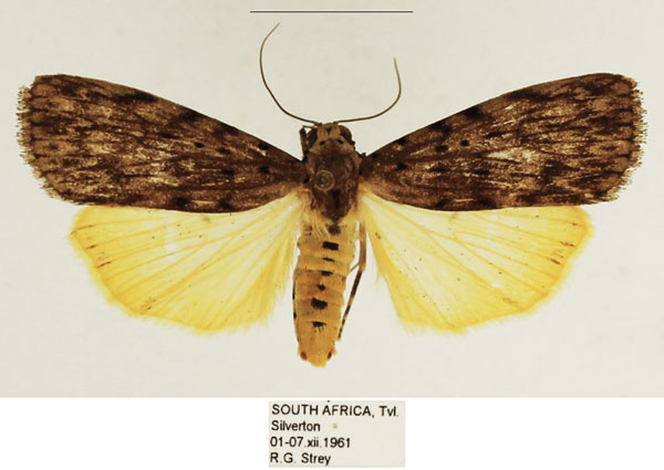 /filer/webapps/moths/media/images/M/meridionalis_Sommeria_AM_TMSA_01.jpg