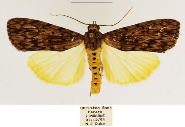 /filer/webapps/moths/media/images/M/meridionalis_Sommeria_AM_TMSA_02.jpg