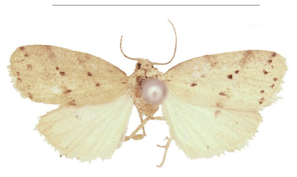 /filer/webapps/moths/media/images/M/meridionalis_Spatulosia_HT_NHMUK.jpg