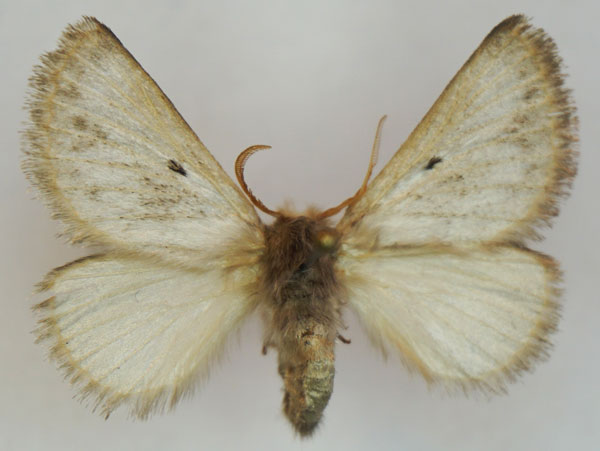 /filer/webapps/moths/media/images/M/meridionalis_Trichiurana_AF_Stroehle_01.jpg