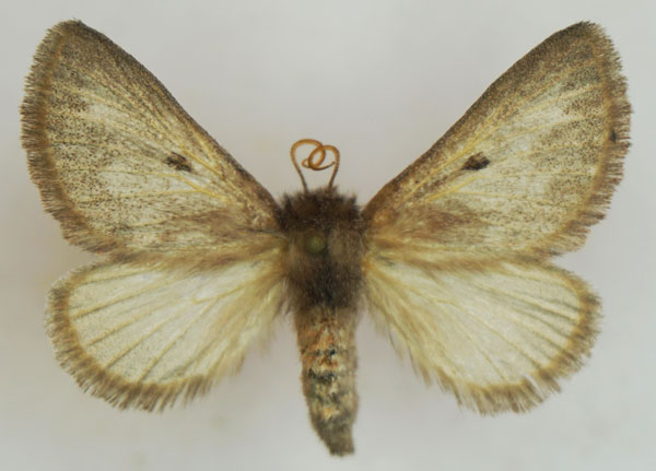/filer/webapps/moths/media/images/M/meridionalis_Trichiurana_AF_Stroehle_02.jpg
