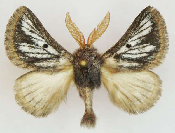 /filer/webapps/moths/media/images/M/meridionalis_Trichiurana_AM_Stroehle_01.jpg